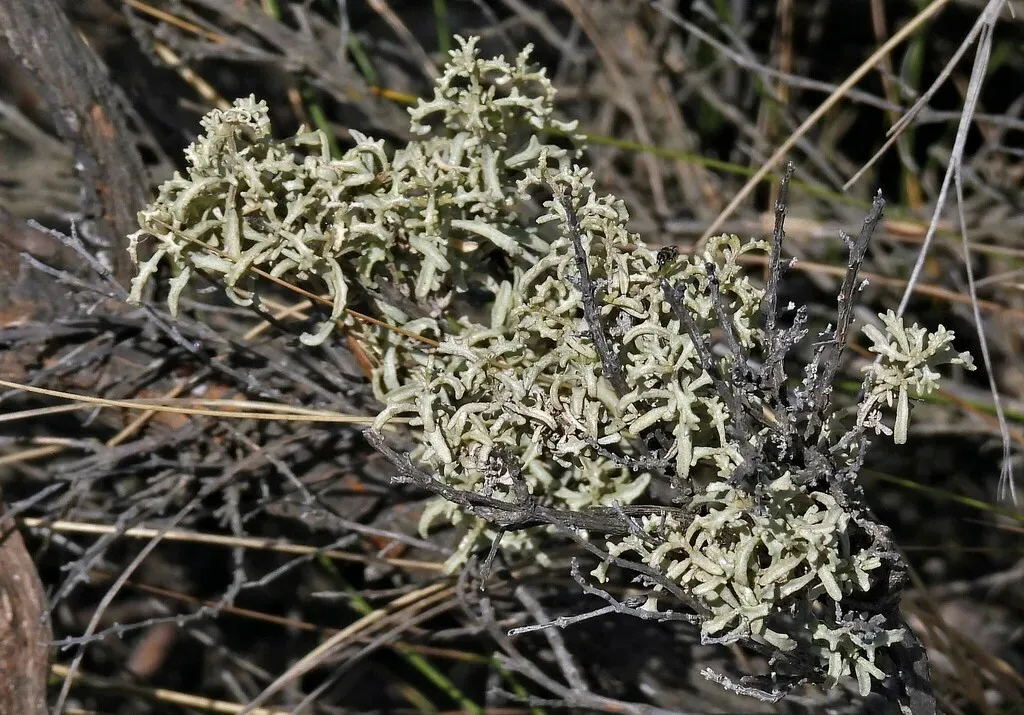 South American Saltbush