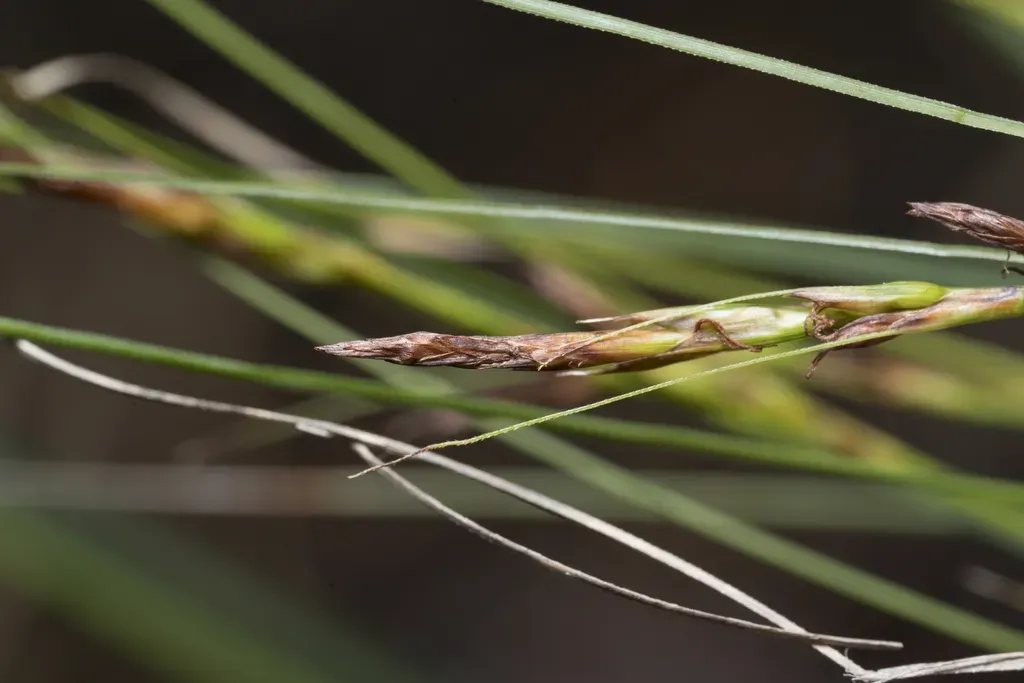 Carex Illegitima