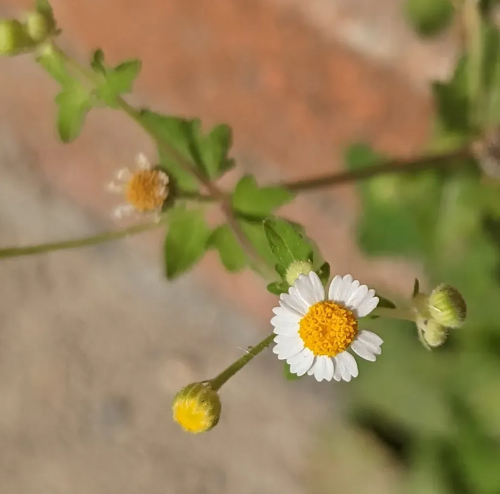 Short-ray Rock Daisy