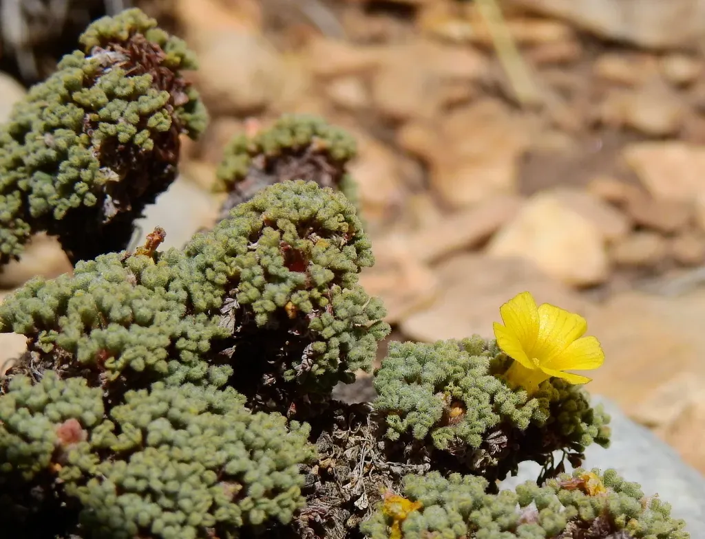 Oxalis Erythrorrhiza