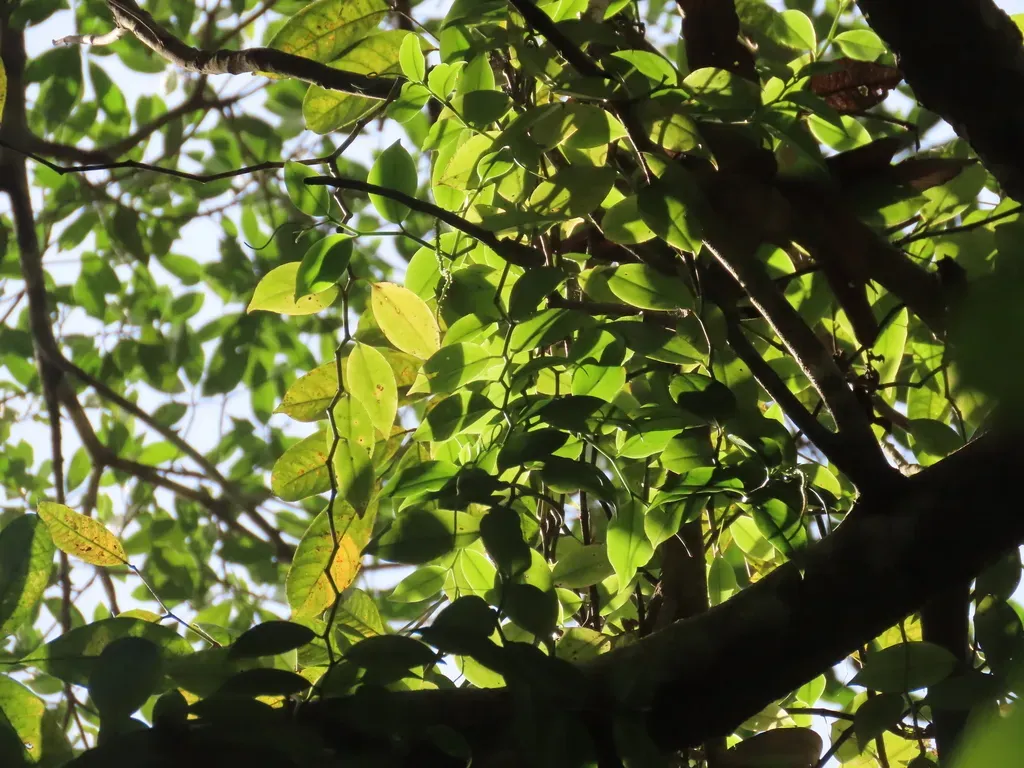 Peperomia Macrostachyos
