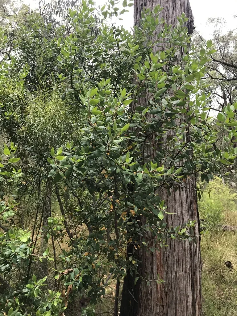 Persoonia Cornifolia