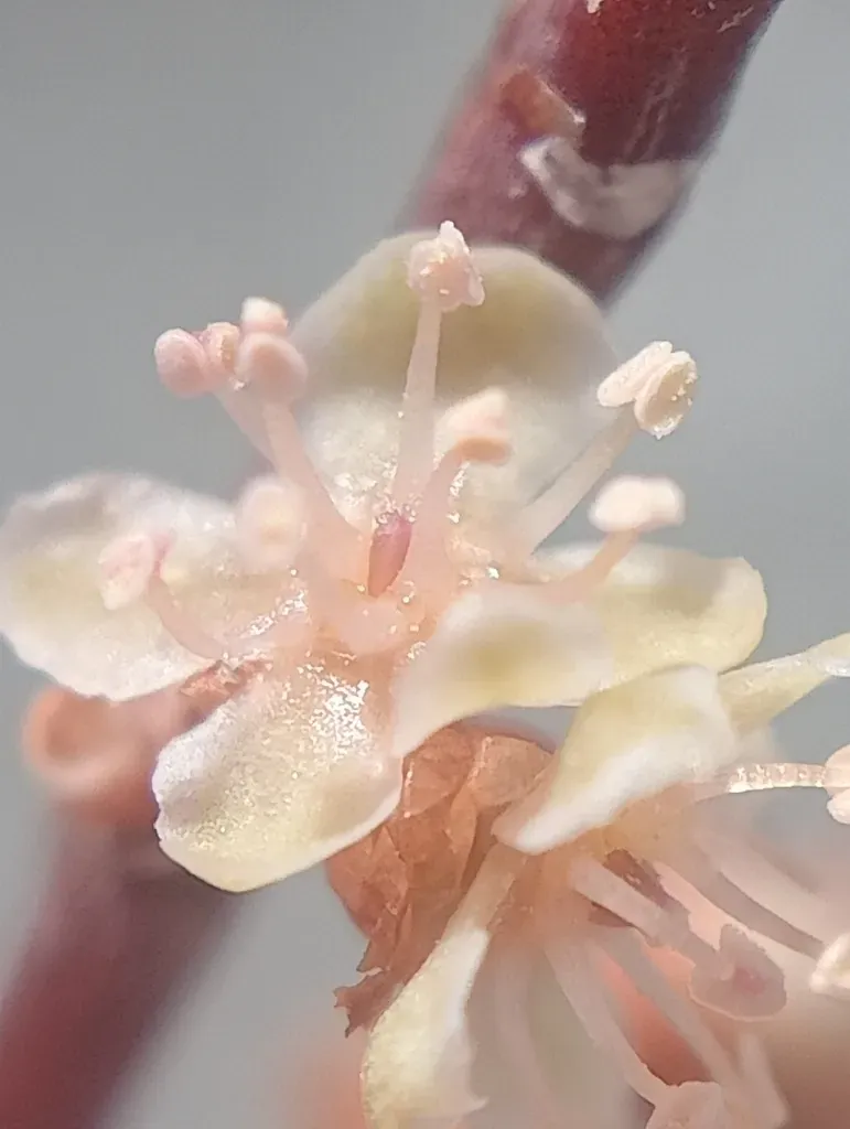 Muehlenbeckia Complexa × Ephedroides