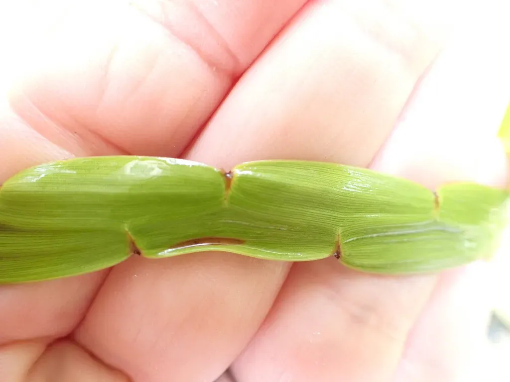 Giant Flowered Broom