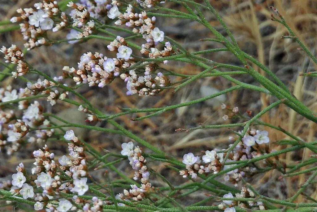Limonium Brasiliense