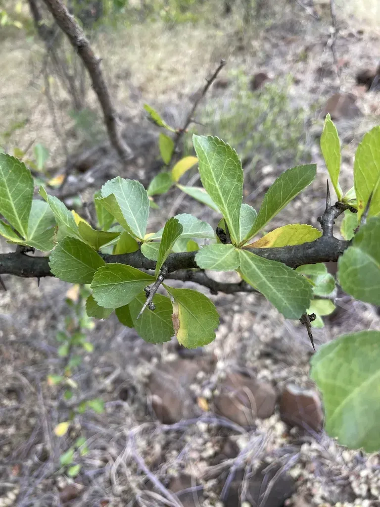 Tall Common Corkwood