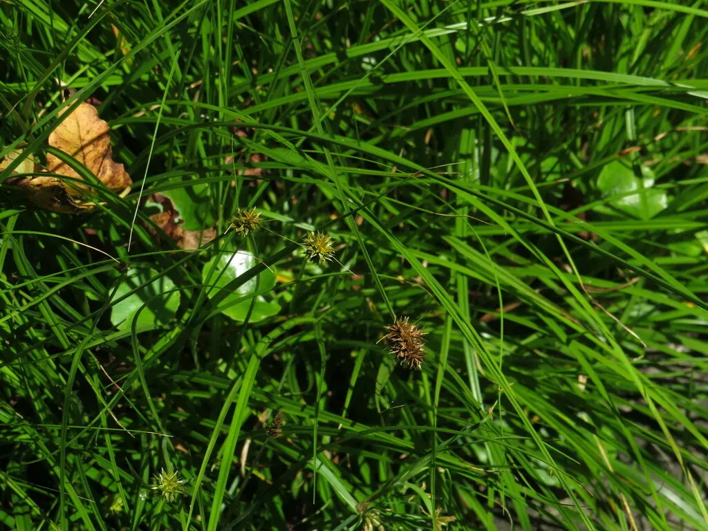 Carex Glomerata