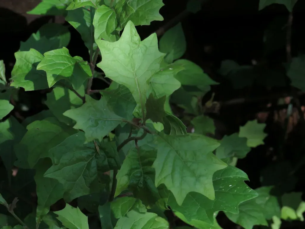 Climbing Hawthorn Bittertea