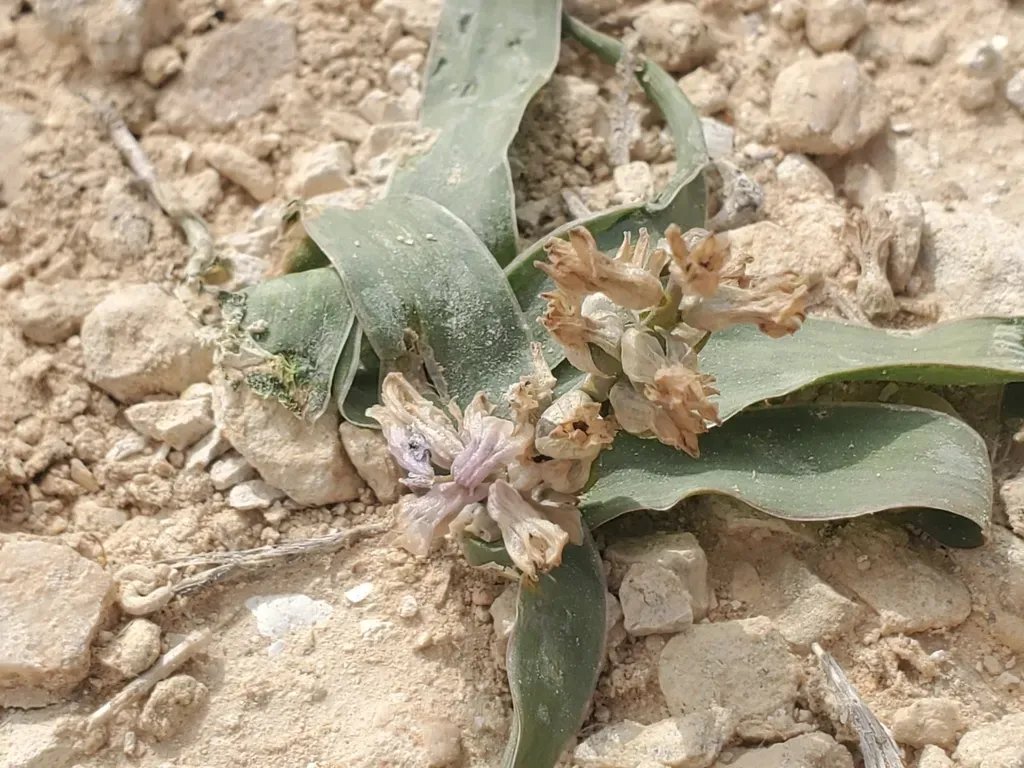 Bellevalia Desertorum