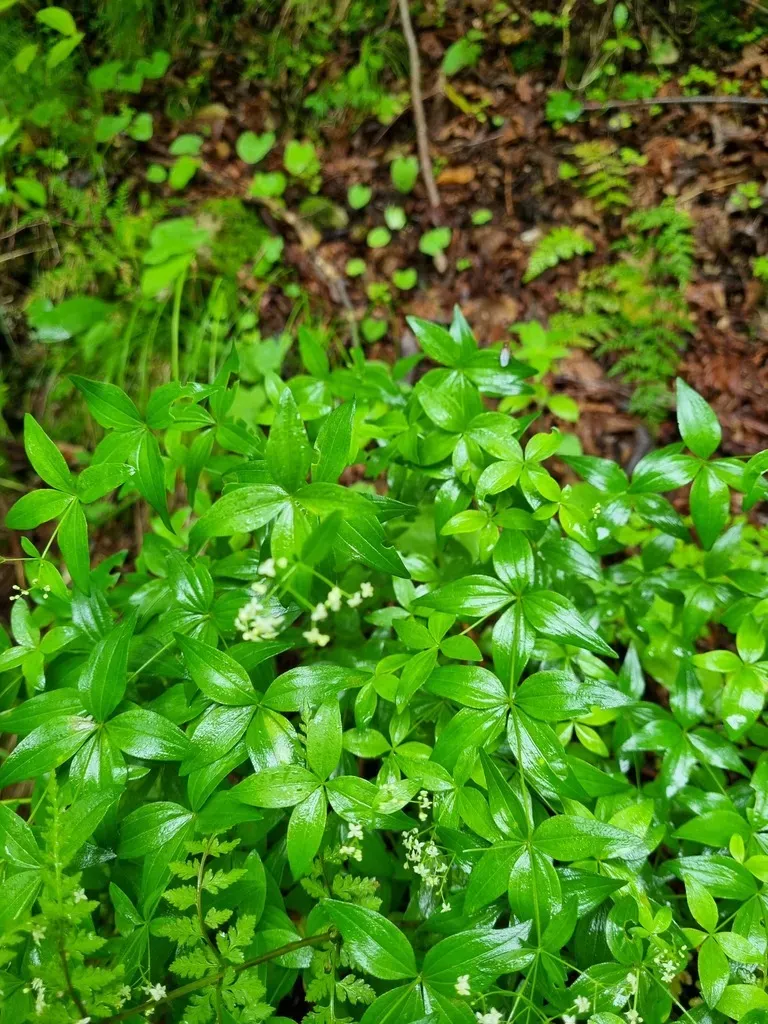 Galium Valantioides