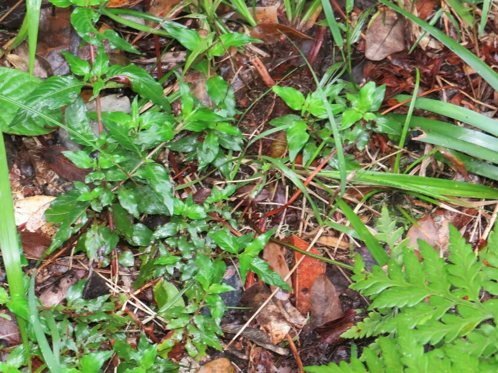 Galopina Circaeoides