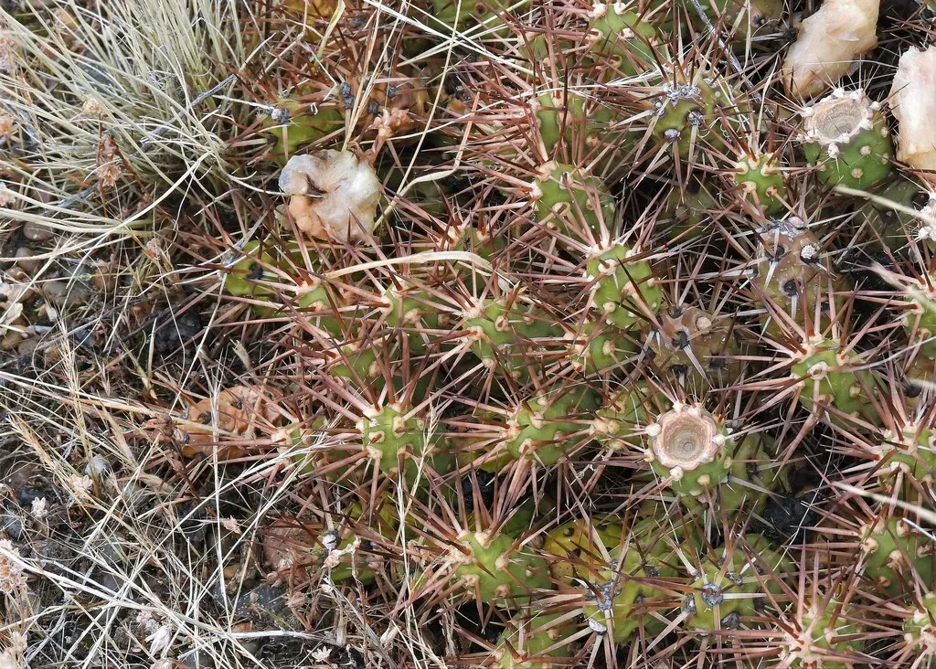 Maihueniopsis Darwinii