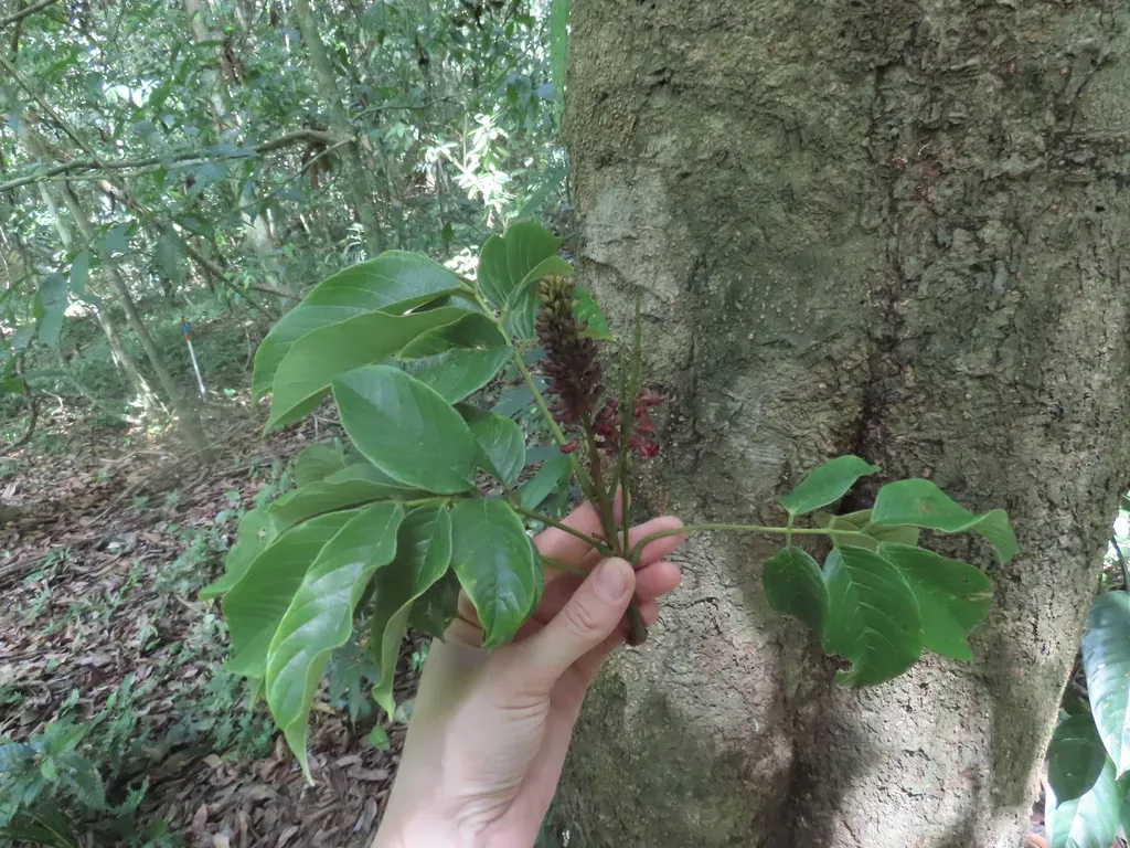 Lonchocarpus Heptaphyllus