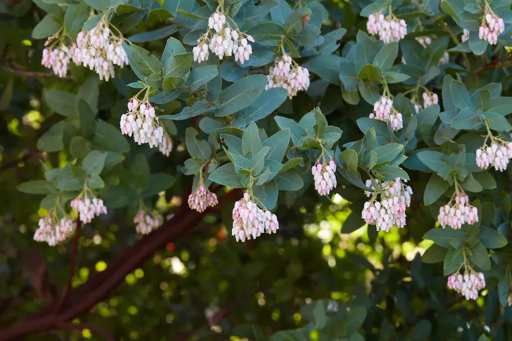 Santa Cruz Manzanita