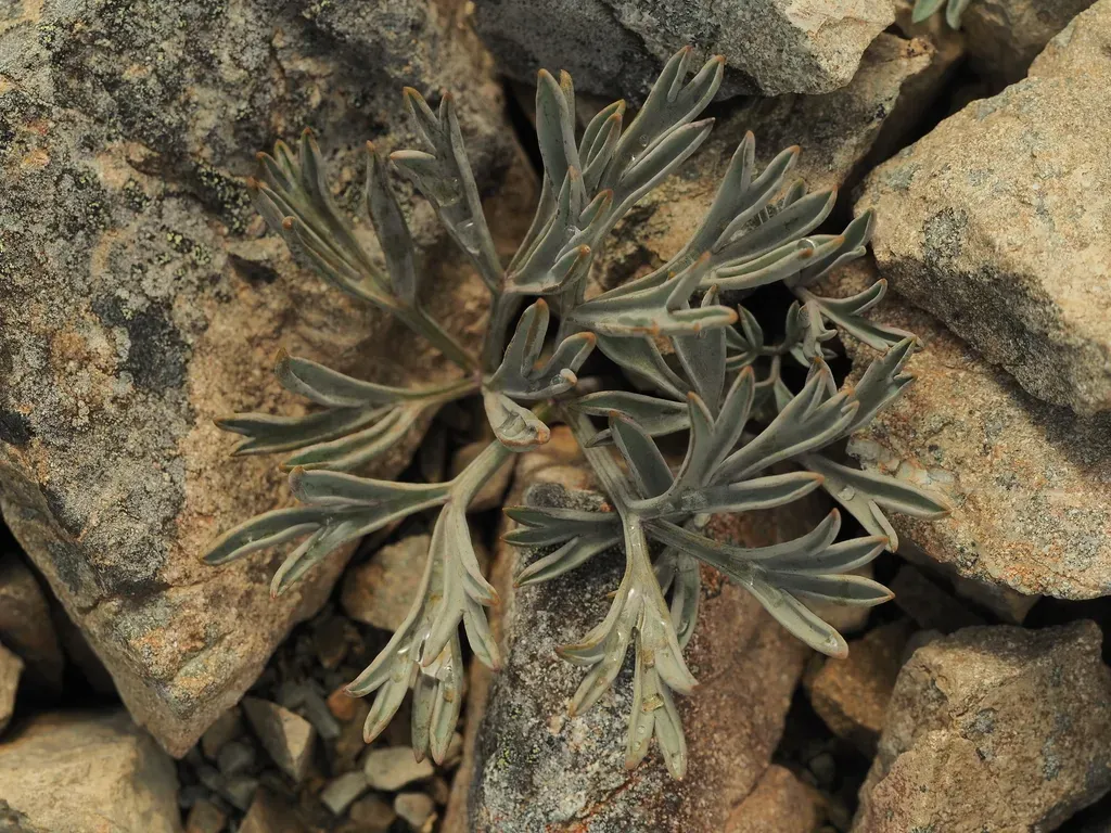 Lignocarpa Carnosula