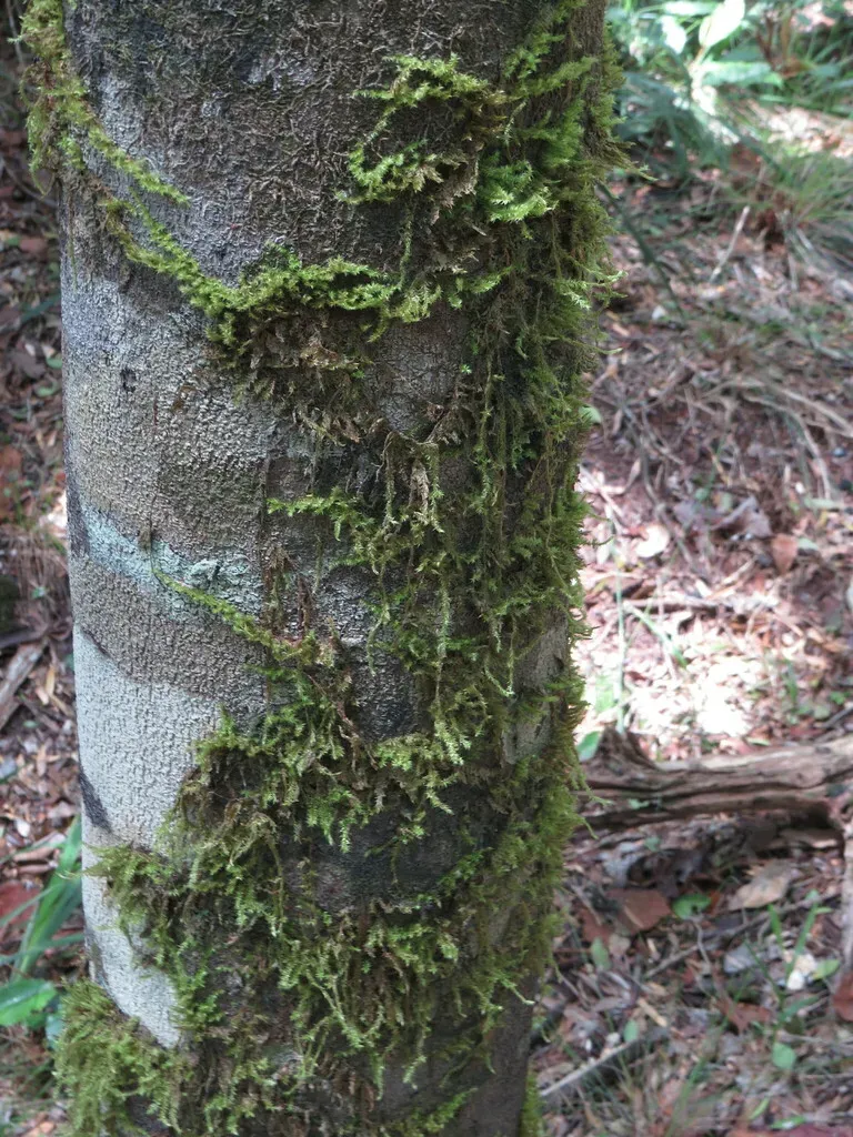 Aerobryopsis Capensis