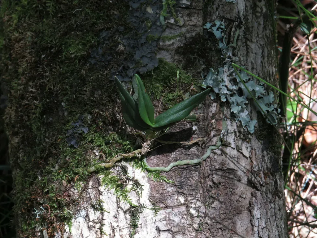 Green Dwarf Shell Orchid