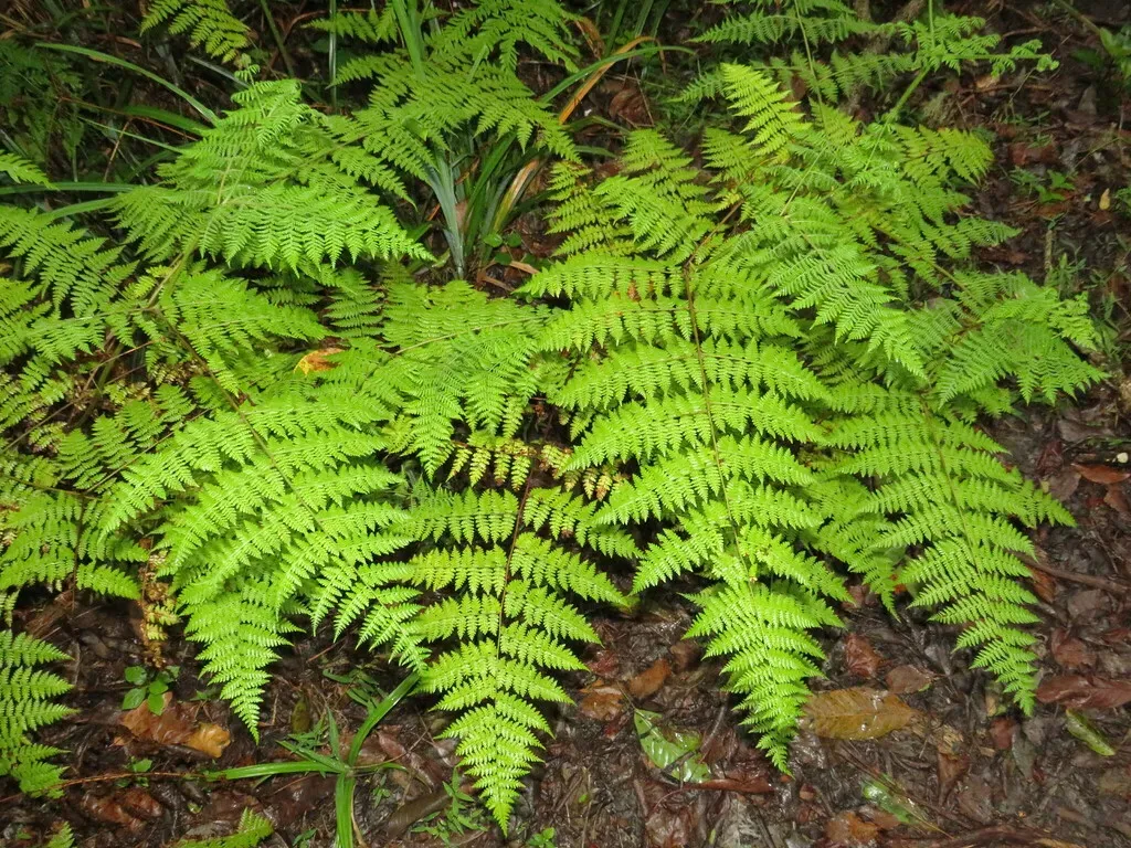 False Bracken