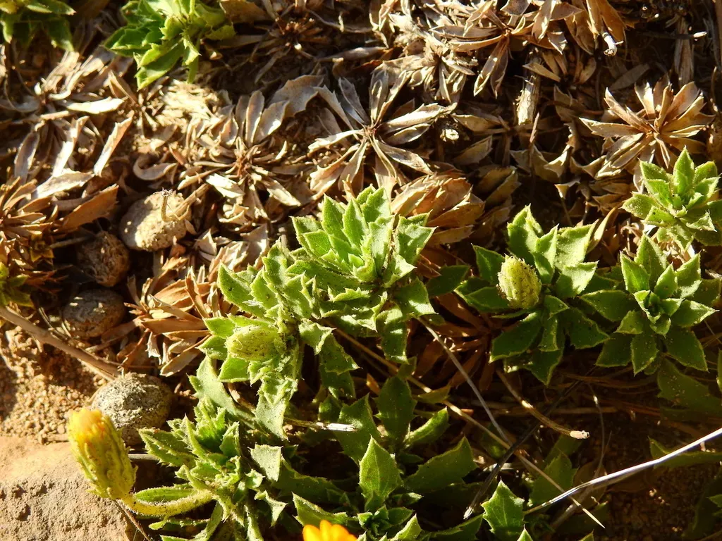 Haplopappus Anthylloides