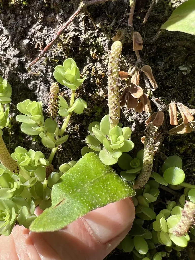 Peperomia Berlandieri