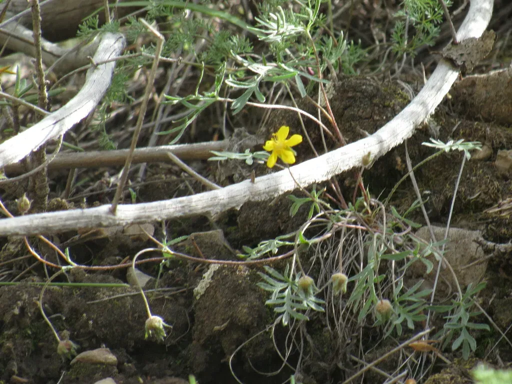 Featherleaf Cinquefoil