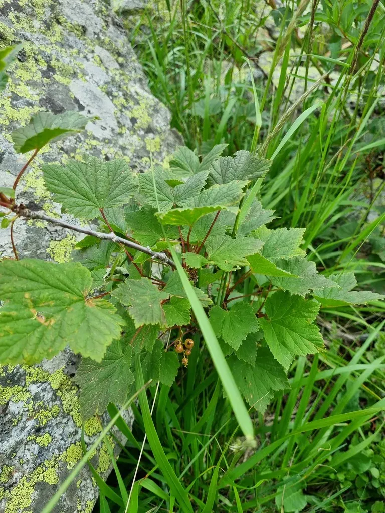 Ribes Biebersteinii