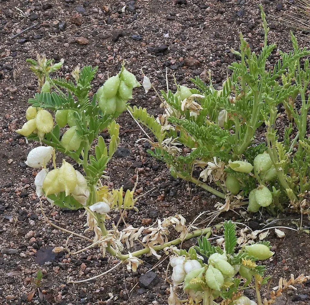 Astragalus Pehuenches
