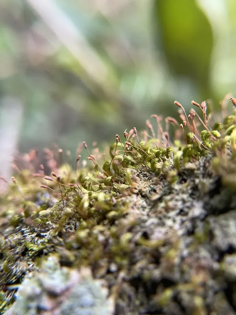 Knothole Moss