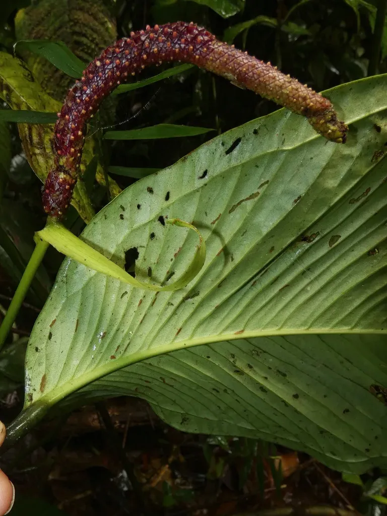 Anthurium Cuspidatum
