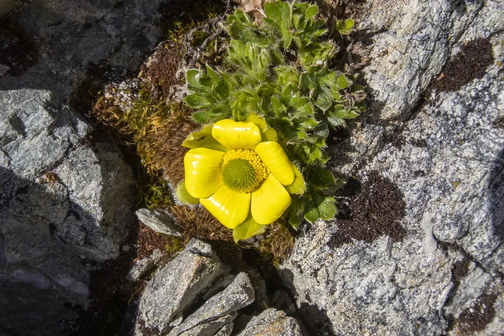 Ranunculus Sericophyllus