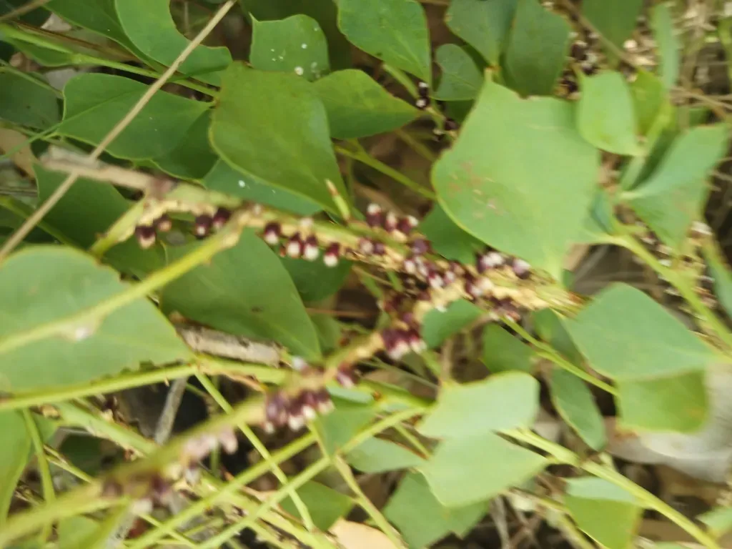 Pilostyles Hamiltonii