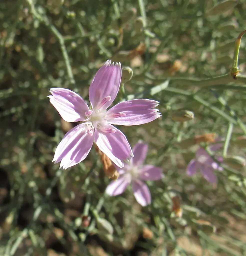 Narrow-leaved Wire-lettuce