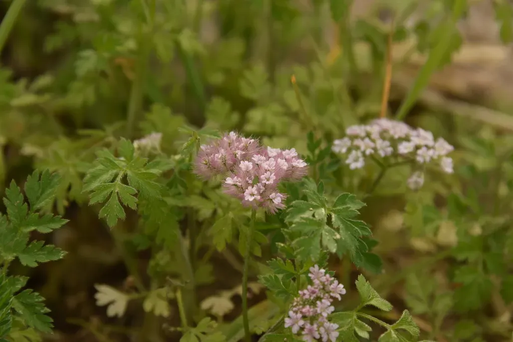 Chaetosciadium Trichospermum
