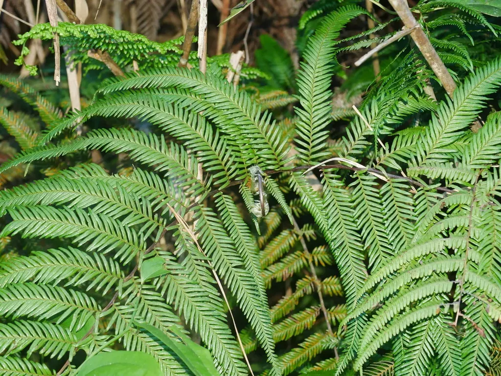 Diplopterygium Laevissimum