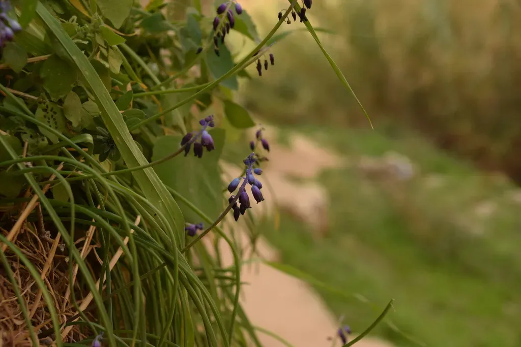 Muscari Inconstrictum