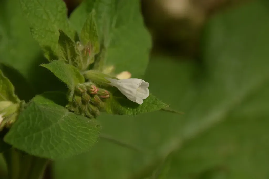 Palestine Comfrey
