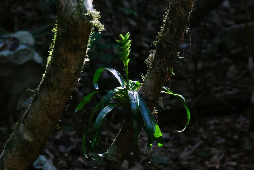 Tillandsia Heliconioides
