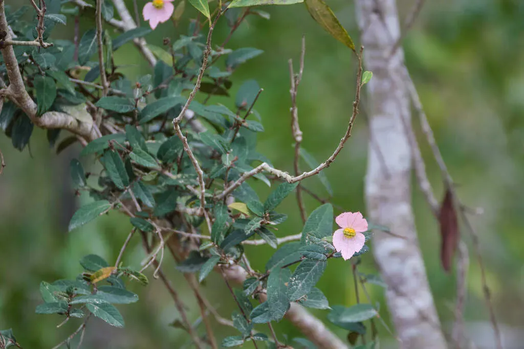 Dalechampia Schippii