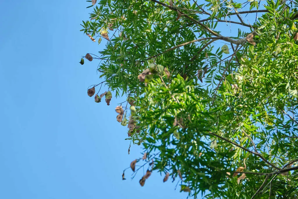 Lonchocarpus Castilloi