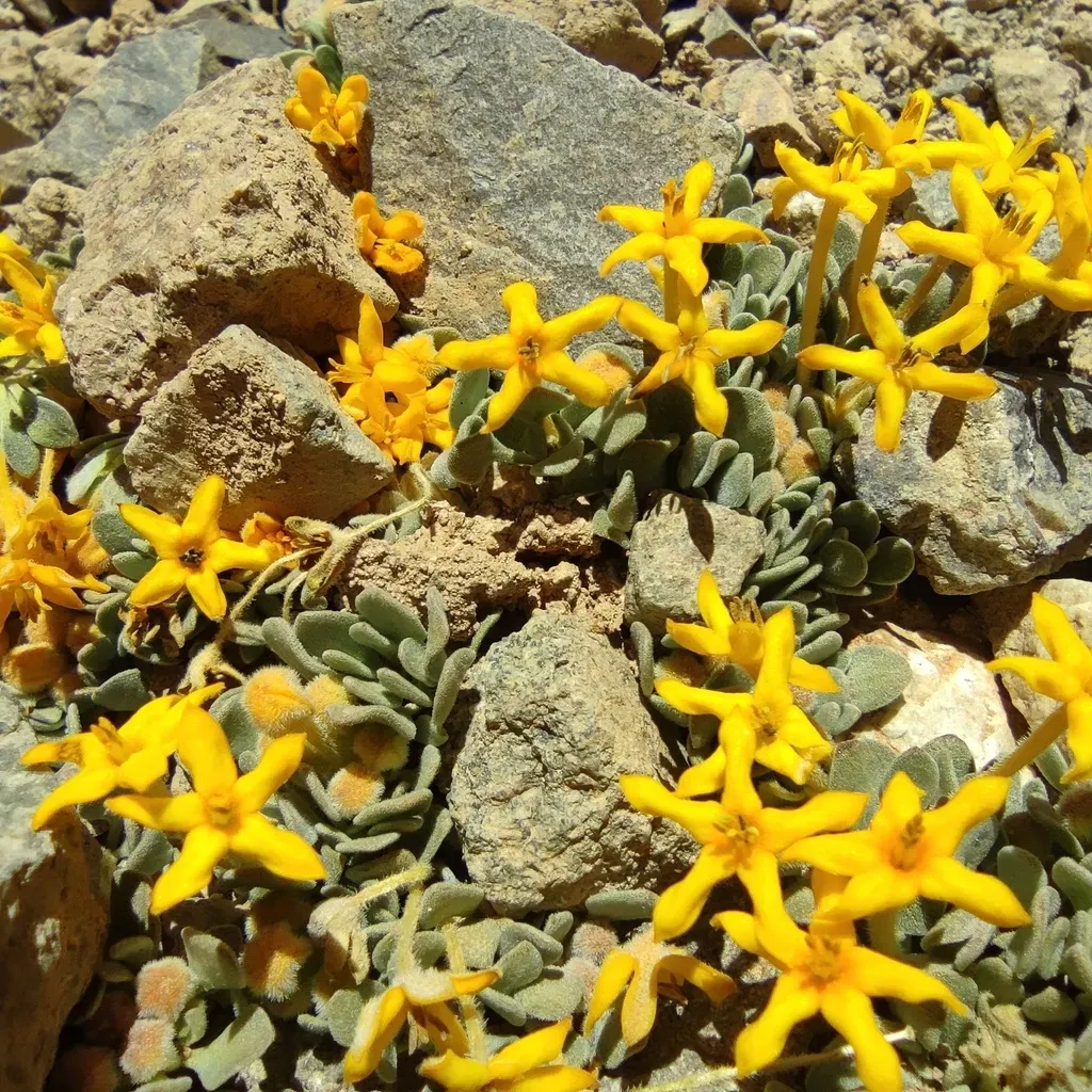 Cruckshanksia Macrantha