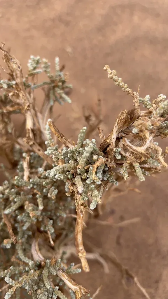 Caroxylon Tetragonum