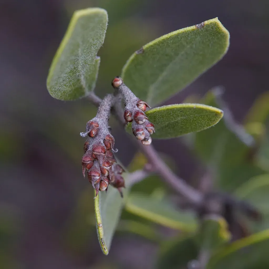 Mount Tamalpais Manzanita