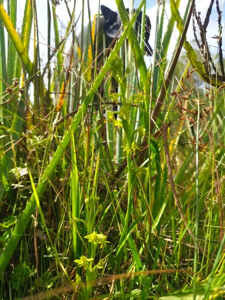 Habenaria Pentadactyla