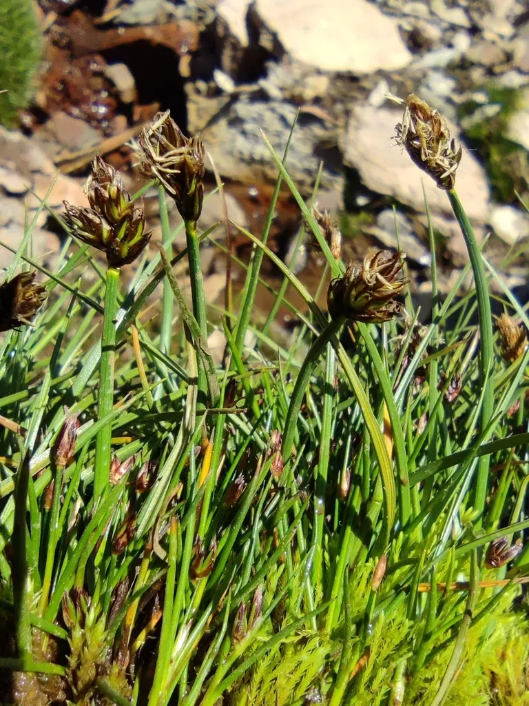 Carex Melanocystis