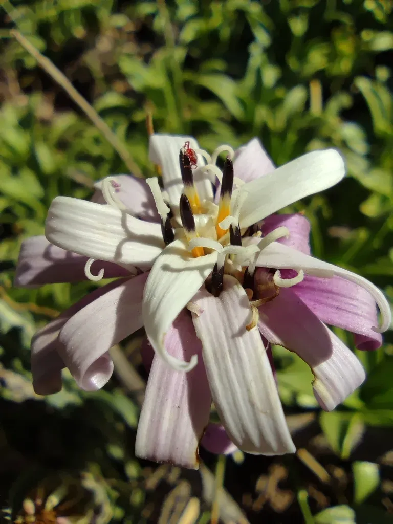Perezia Carthamoides