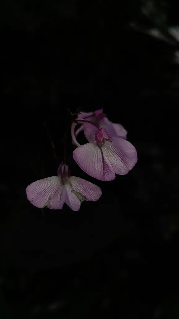 Spotted Balsam