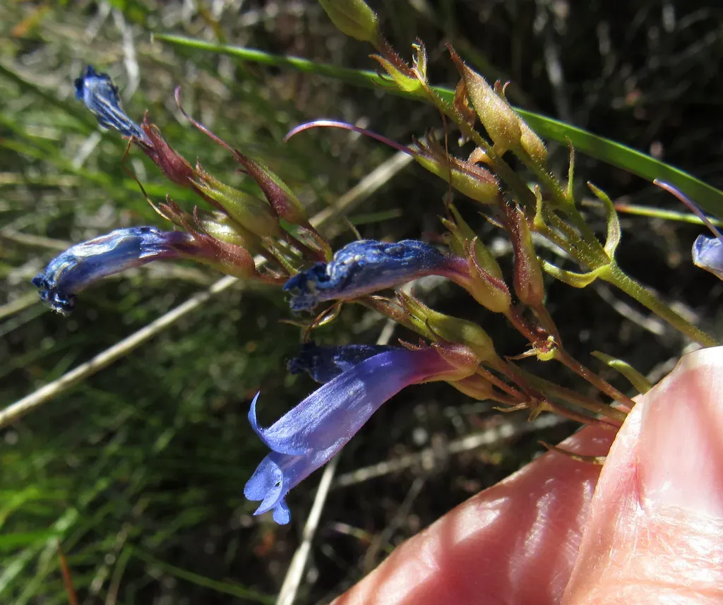 Matroot Penstemon