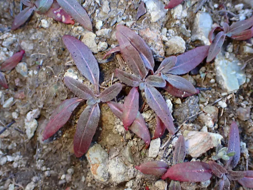 Jurupa Hills Sun Cup