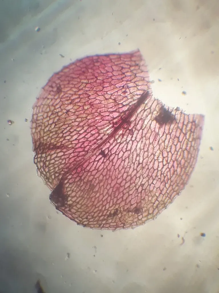 Tayloria Purpurascens