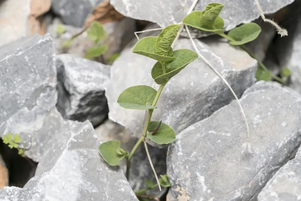 Small-leaved Birthwort